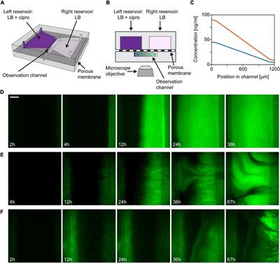 Emergence of Resistant Escherichia coli Mutants in Microfluidic On-Chip Antibiotic Gradients